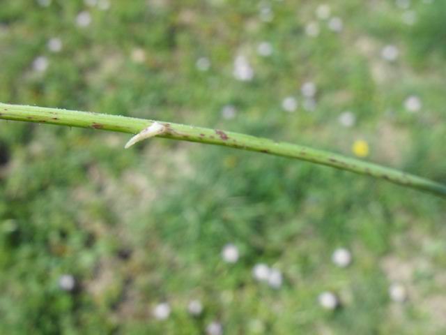 Sonchus bulbosus (=Aetheorriza bulbosa) / Radicchiella bulbosa